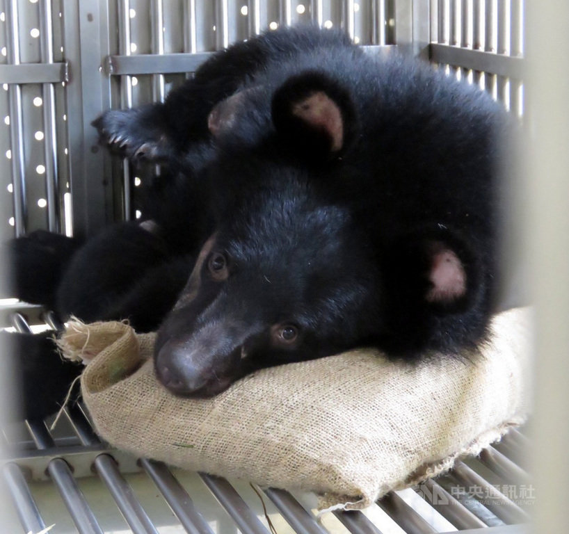 在台東崁頂山區落入陷阱的台灣黑熊,目前在屏東科技大學野生動物收容中心接受醫療照養,恢復狀況良好,喜歡麻布袋,時常咬著不離身,因右前肢截肢,將評估是否適合野放。(台東林管處提供)中央社記者盧太城台東傳真 110年1月27日