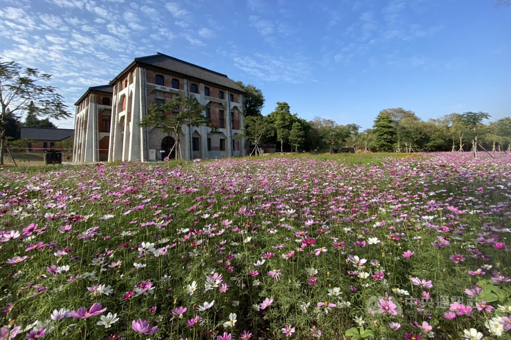 台南市文化局在山上花園水道博物館園區營造波斯菊花海,搭配百年紅磚建築,彷彿歐洲古堡般的場景,歡迎民眾過年期間來走春。(台南市文化局提供)中央社記者楊思瑞台南傳真 110年1月28日