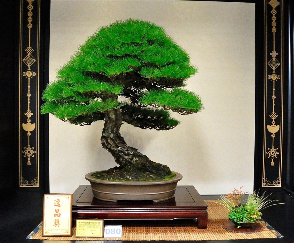 日本小品盆栽協會認證講師周元鵬回憶,最有意義的作品就是父親周渭臣創作了20年、他又花8年接續雕塑樹齡超過百年的黑松。(周元鵬提供)