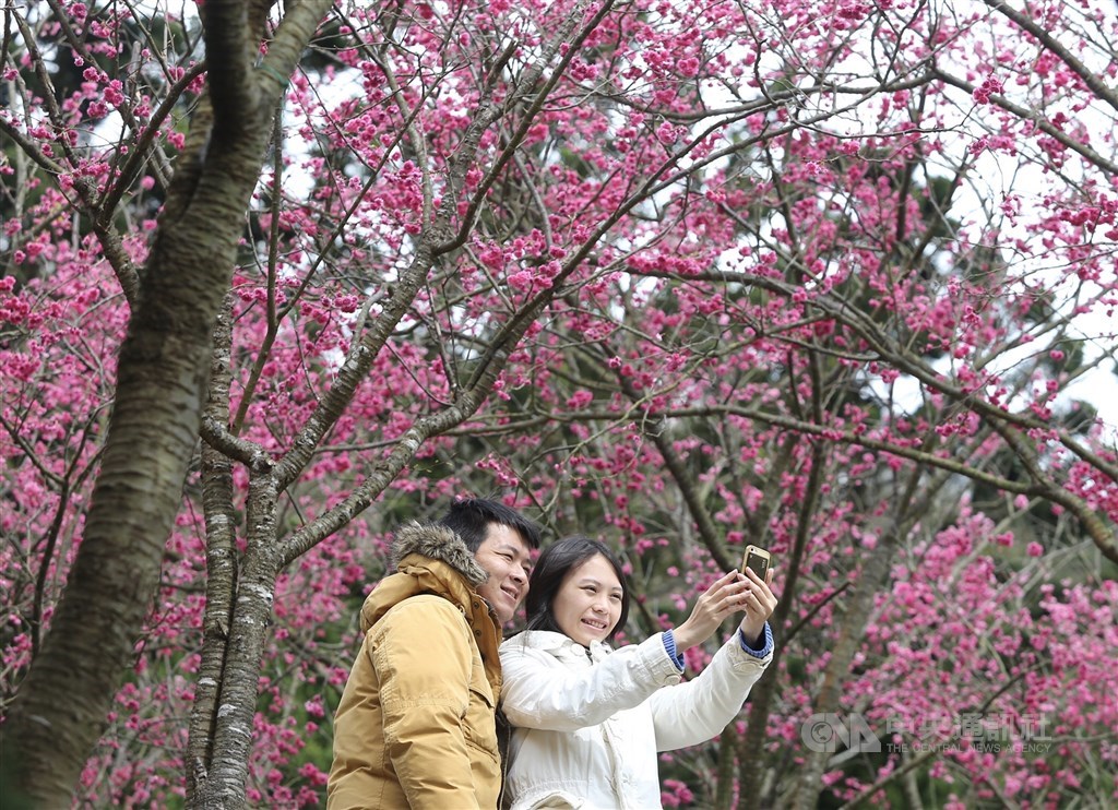 因應武漢肺炎疫情,台北市長柯文哲28日宣布,陽明山花季以及內湖樂活夜櫻季活動全部取消,但不會禁止民眾賞花,會控管人流。圖為2019陽明山花季。(中央社檔案照片)