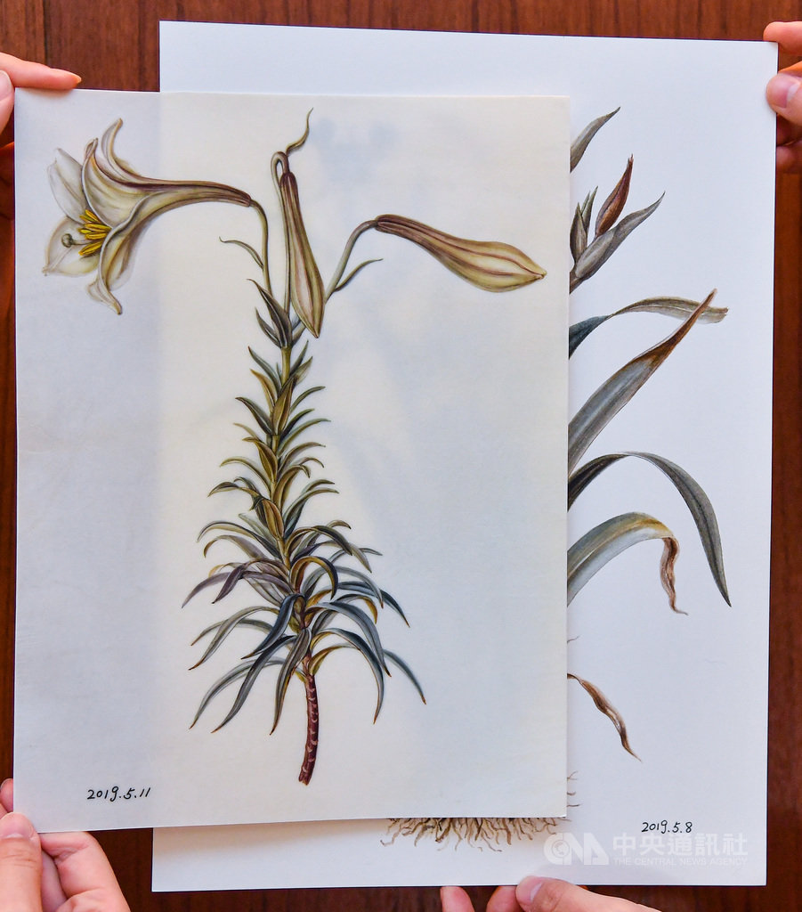 畫家黃湘玲畫植物,從變化、凋謝最快的部位開始畫,但不代表枯萎就不美,她也畫枯葉、殘缺、蟲食。她說,「花開是美的無相布施;花謝是時間的無相布施」。圖為黃湘玲作品。中央社記者鄭清元攝 110年2月11日