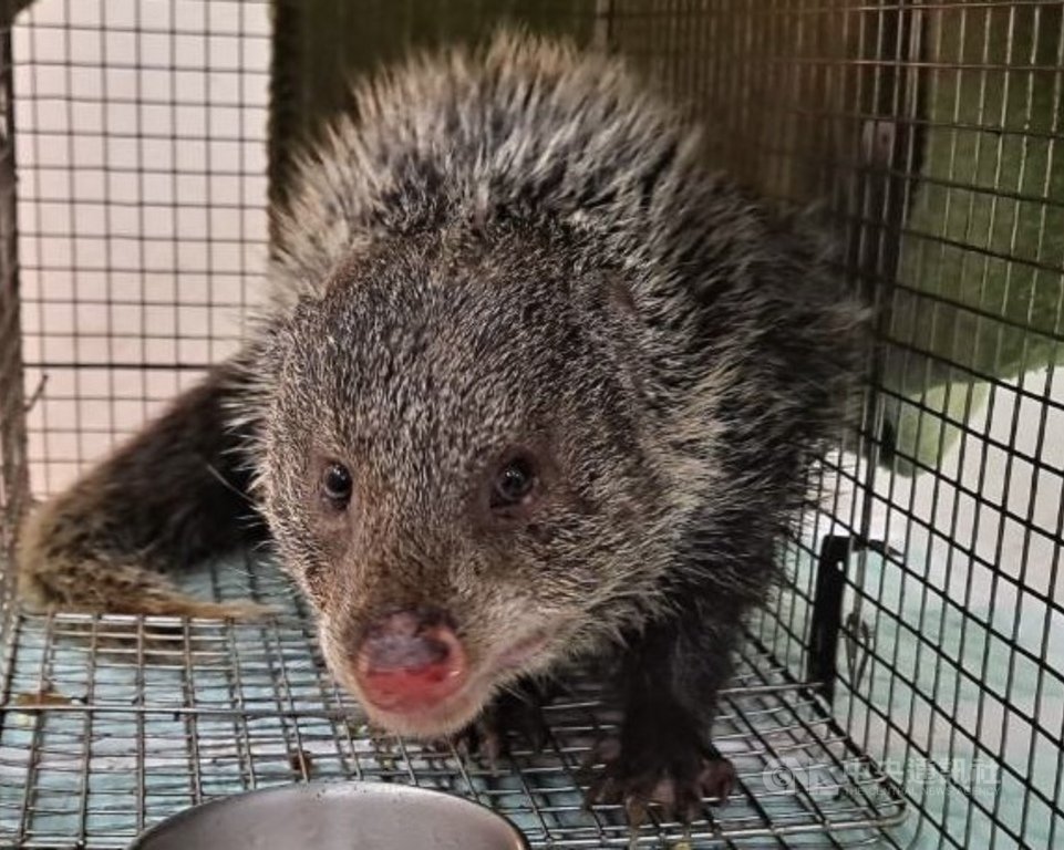 新竹市有農民日前發現二級保育類動物食蟹獴誤入捕鼠籠,新竹市政府20日表示,這是現存唯一仰賴溪流生活的食肉目動物,顯示竹市溪流環境佳,盼民眾一起保護山林,勿設陷阱捕捉野生動物。(新竹市政府提供)中央社記者魯鋼駿傳真 110年2月20日