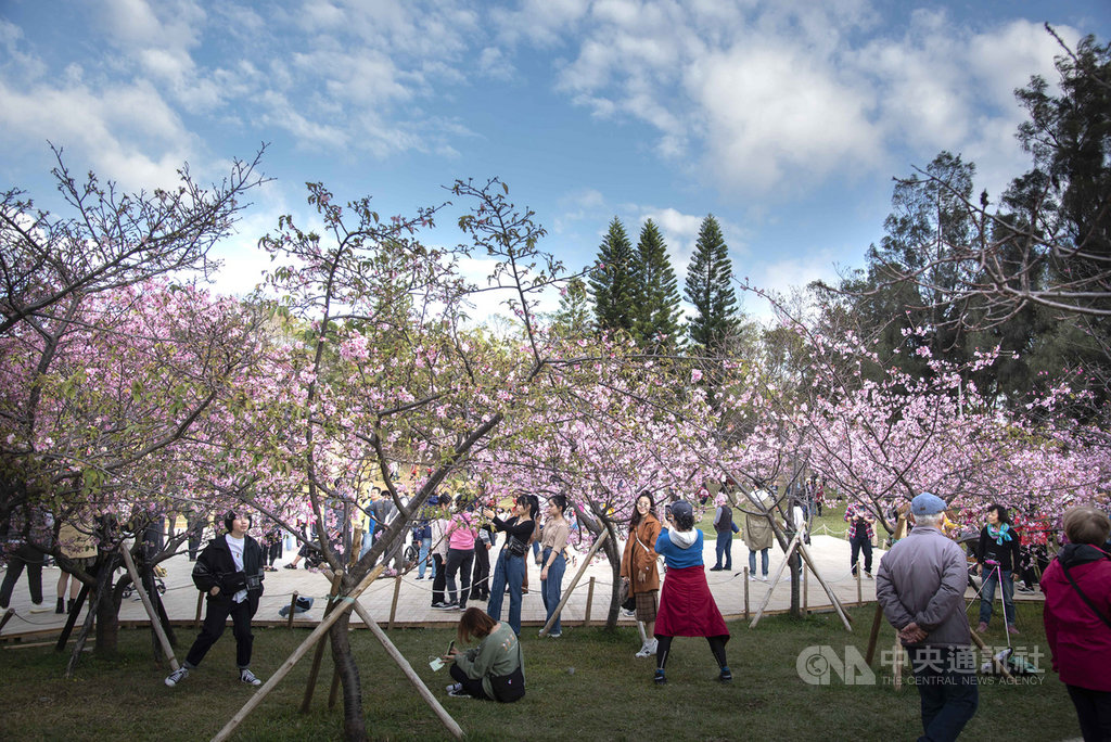 立春過後進入櫻花季,新竹市長林智堅推薦民眾到新竹市新竹公園、汀甫圳與新竹左岸賞櫻,並提醒民眾賞櫻同時也須留意防疫。(新竹市政府提供)中央社記者魯鋼駿傳真 110年2月21日