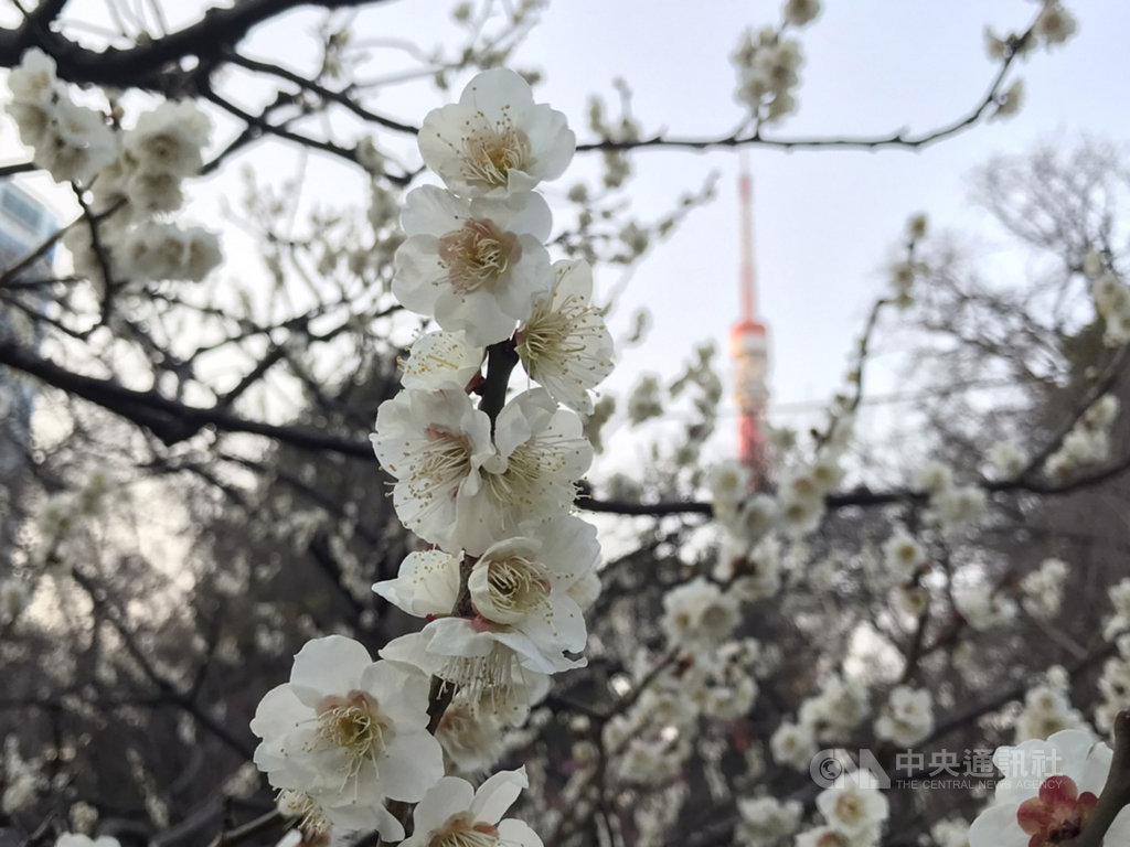 日本東京鐵塔旁芝公園的梅園約有70多棵梅樹,白梅有白加賀、南高、長束等品種。白梅盛開時如同一片銀世界。中央社記者楊明珠東京攝 110年2月22日