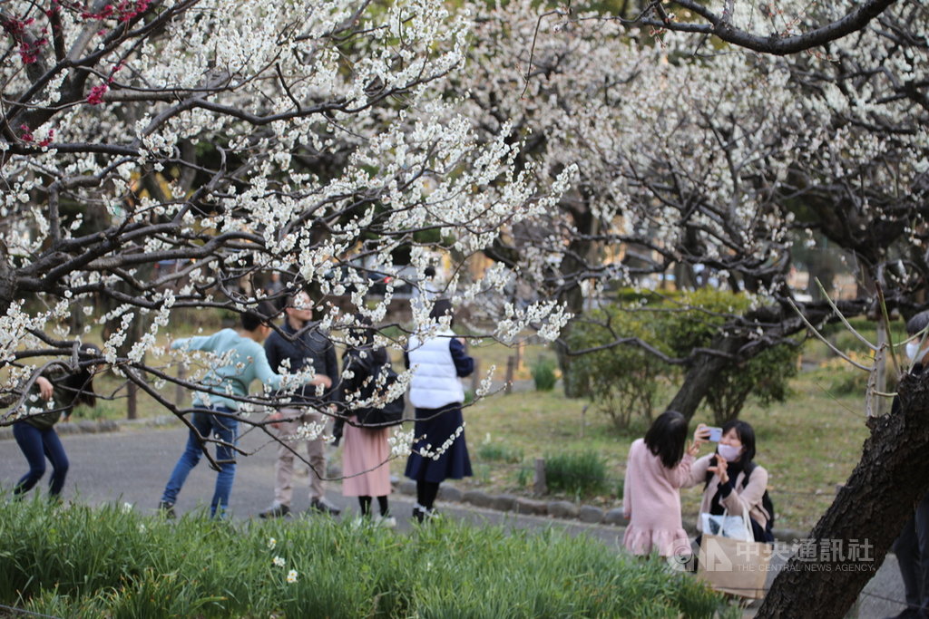 优享资讯 日本赏花文化独特奈良时代以赏梅为主流