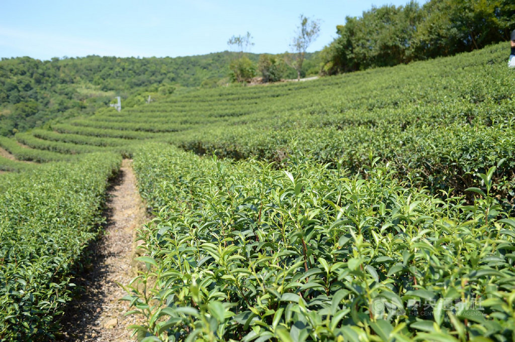 新北市坪林區主要農作為茶葉,經中央修法鬆綁,新北市政府23日正式宣布坪林56公頃超限利用山坡地解除列管,茶農不必再擔心會受罰。(農業局提供)中央社記者王鴻國傳真 110年2月23日