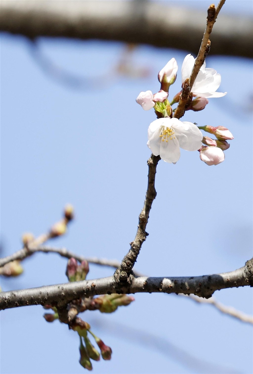 日本氣象廳14日下午宣布,東京都今年染井吉野櫻正式開花,較往年提早12天,追平2020年最早開花紀錄。(共同社)