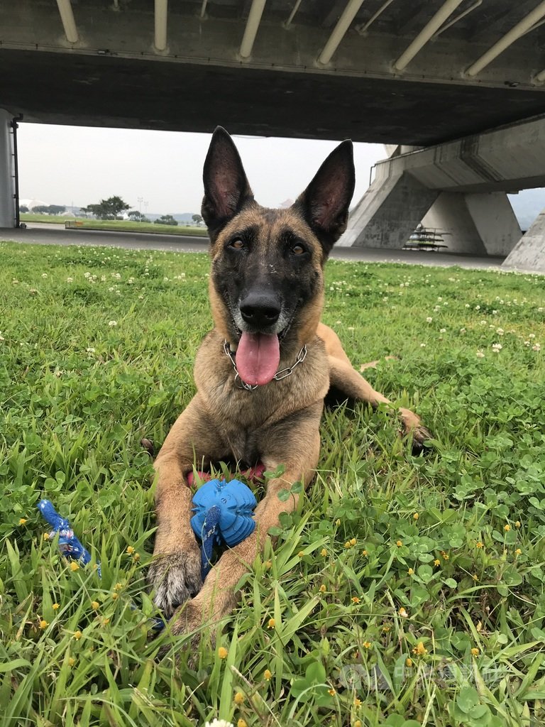 æœæ•'çŠ¬rushé¦³æ´å°å—éœ‡ç½é€€å½¹é–‹æ