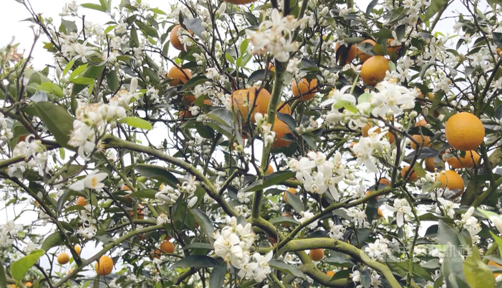 百年樹木花朵盛開好美植物遇乾旱寒流生存之道解密 影 生活 中央社cna