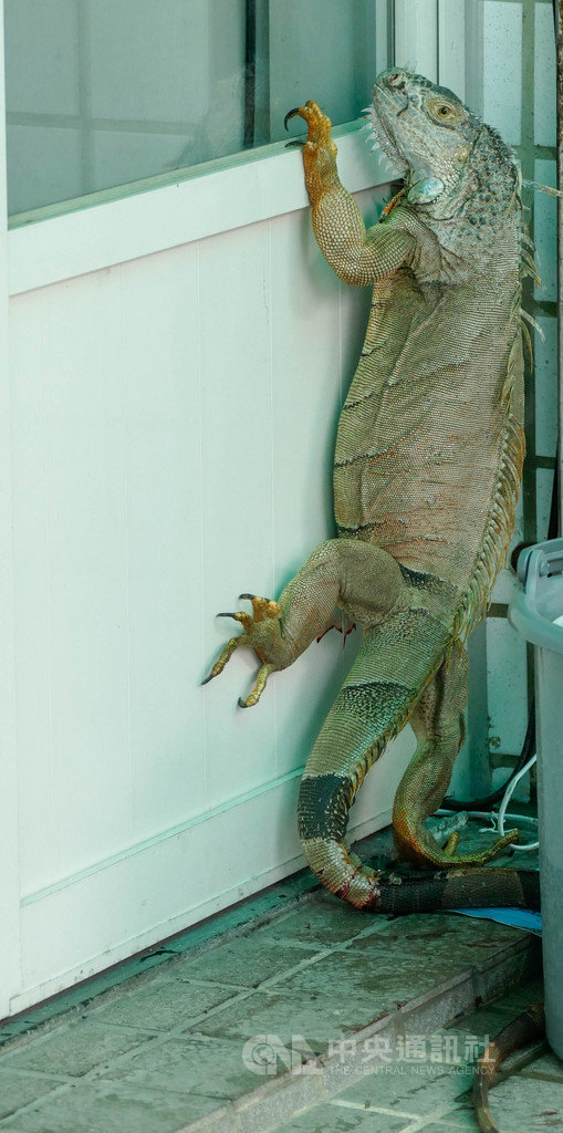 綠鬣蜥疑尋覓產卵地嘉義民宅門前攀爬險闖進屋 地方 中央社cna