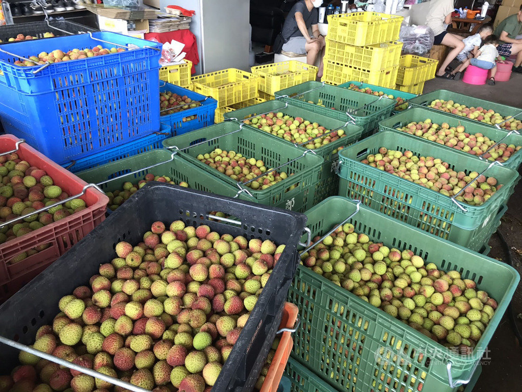 玉荷包產季開市高雄市外銷運費有補助 地方 中央社cna