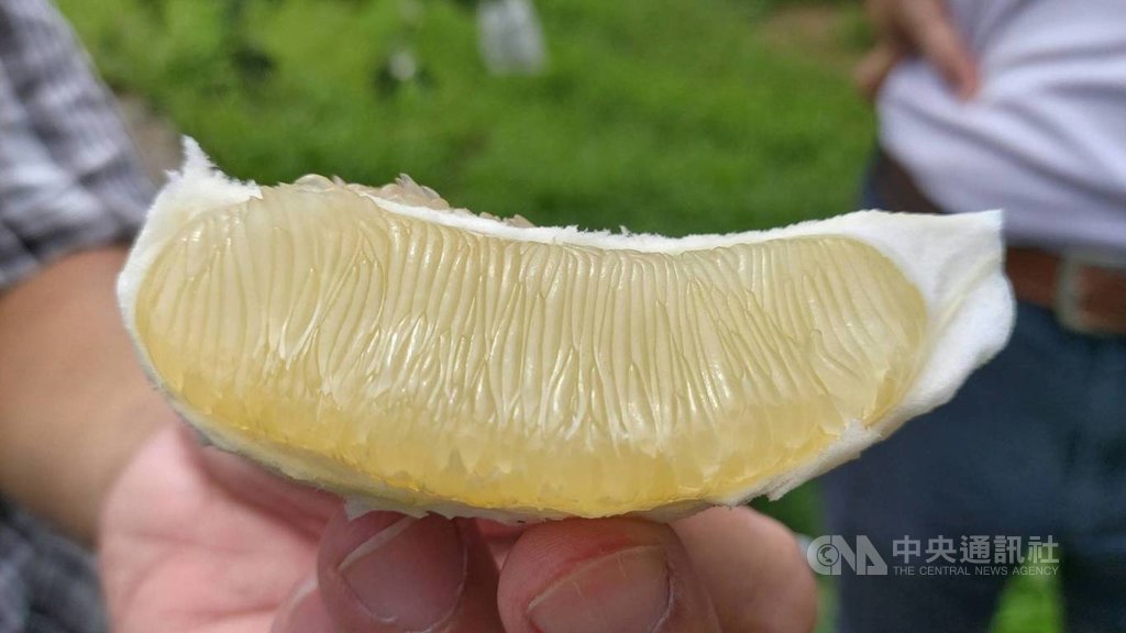 花蓮瑞穗文旦柚導入早收栽種技術可望提前採收 地方 中央社cna 花蓮瑞穗文旦柚導入早收栽種技術可望提前採收 地方 中央社cna
