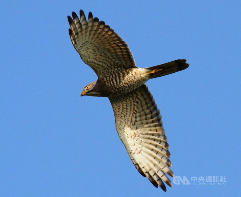 赤腹鷹過境恆春半島近23萬隻 國慶鳥 灰面鵟鷹接力登場 生活 重點新聞 中央社cna 赤腹鷹過境恆春半島近23萬隻 國慶鳥 灰面鵟鷹接力登場 生活 重點新聞 中央社cna