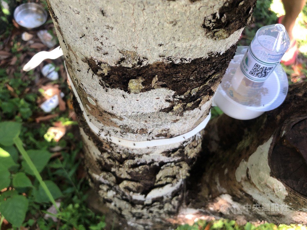 疣胸琉璃蟻入侵花蓮民宅農業處宣導防治措施 生活 中央社cna