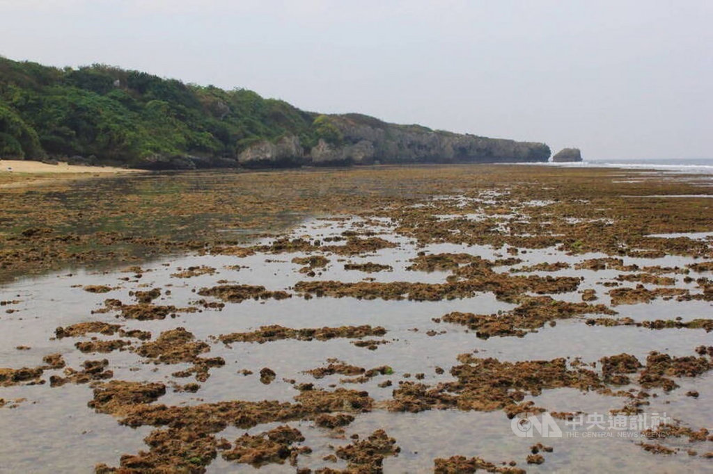 小琉球潮間帶生物大量死亡屏府 加強保育管制 地方 重點新聞 中央社cna