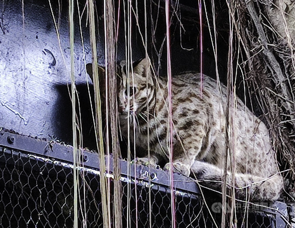 北市動物園石虎二哥 虎力勇 見客想目睹須耐心 生活 中央社cna