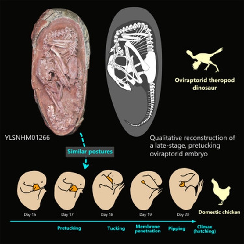 [新聞] 6600萬年罕見完整恐龍胚胎出土 偷蛋龍孵化過程如現代鳥類