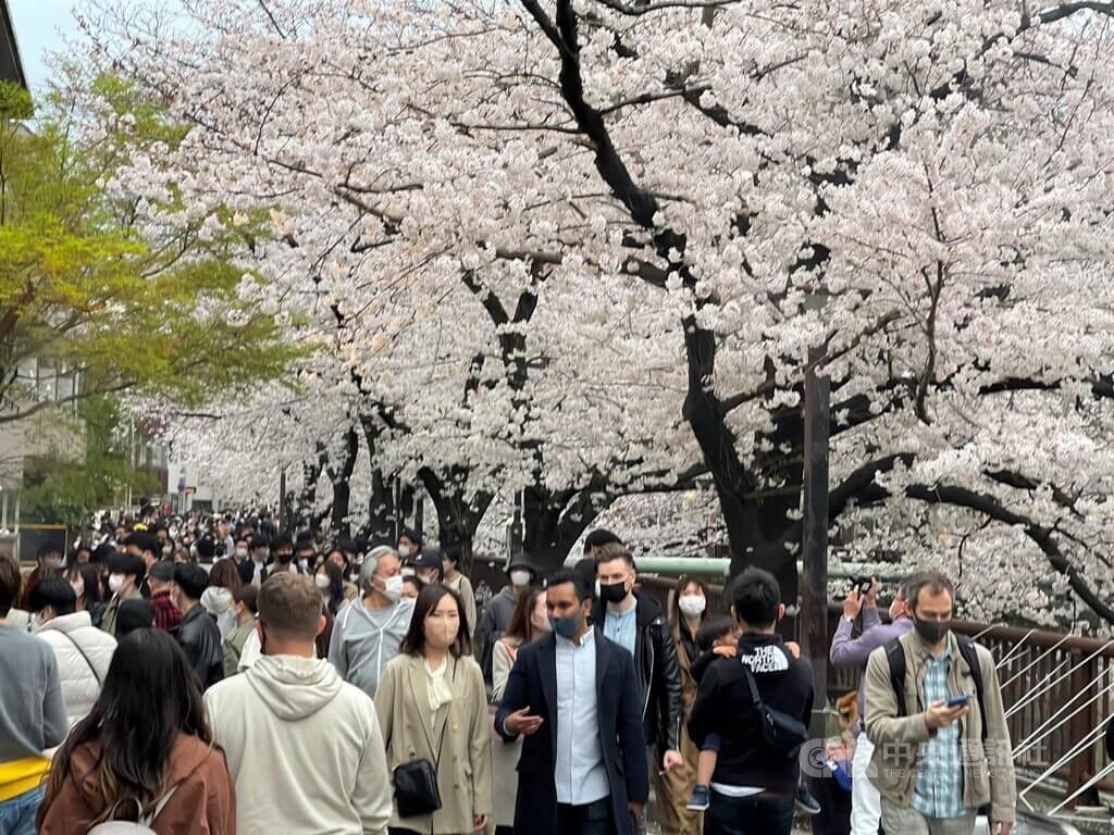 東京櫻花盛開目黑川湧入大批賞櫻客 國際 中央社cna