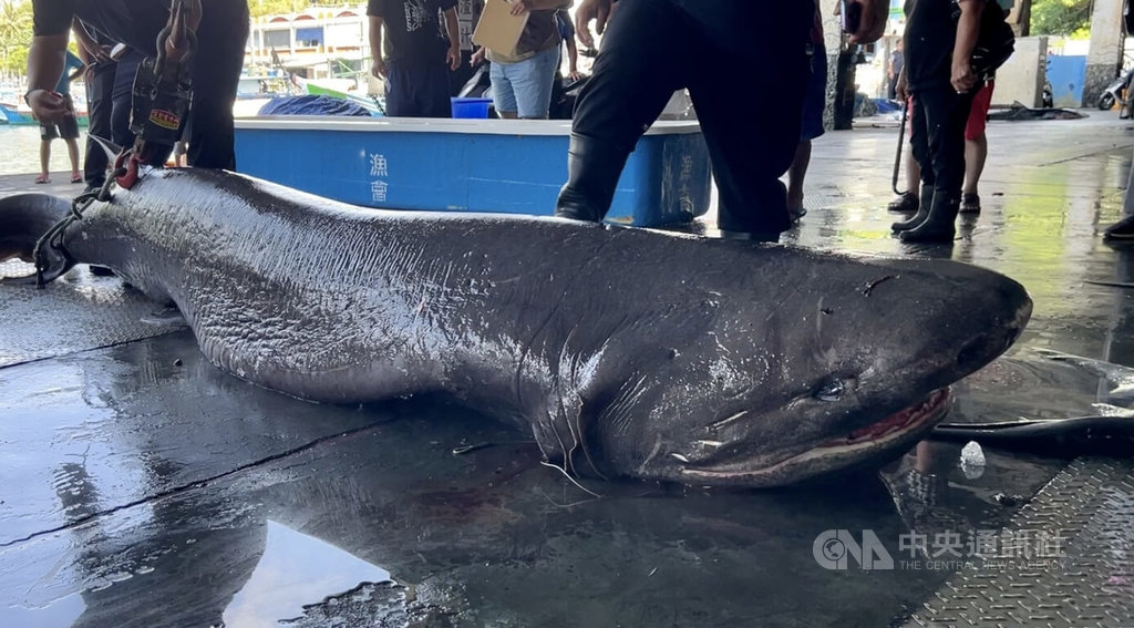 新港漁港捕獲灰六鰓鯊比恐龍更古老物種 獨家 生活 中央社cna