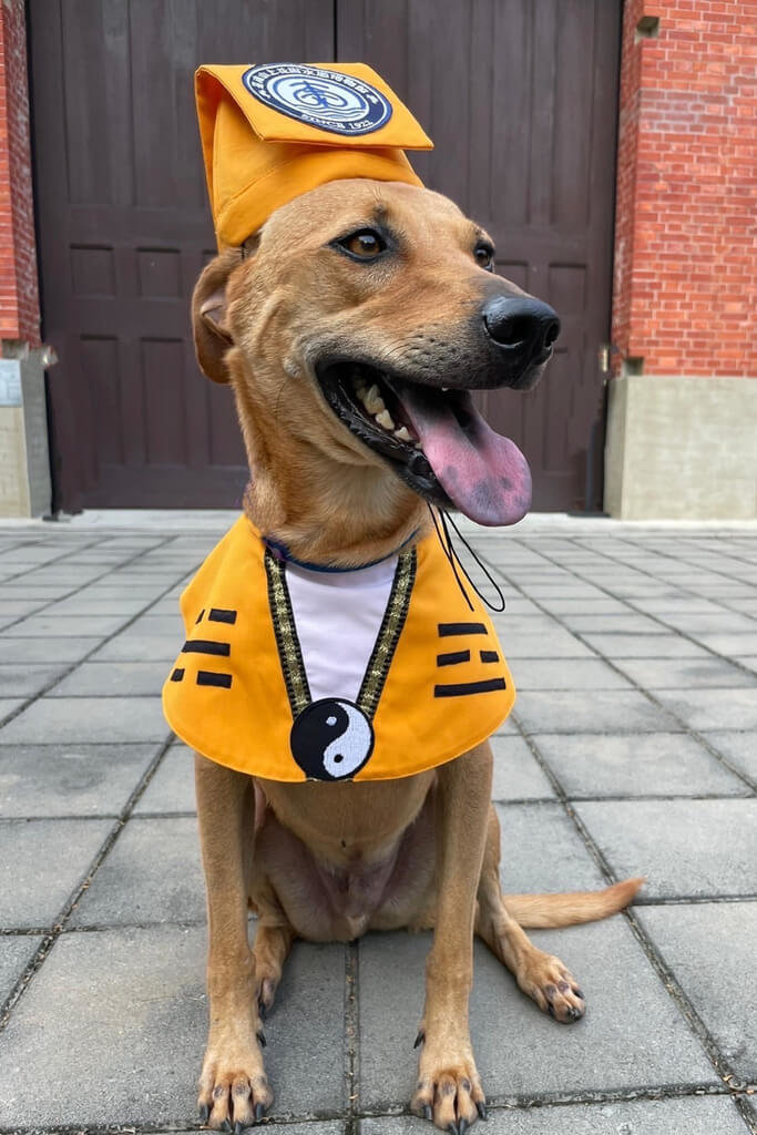 台南鬼月話題多水道博物館犬道士裝迎客 生活 中央社cna