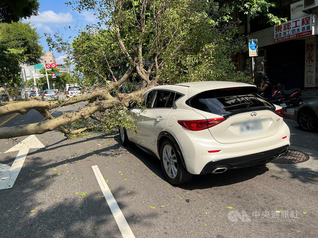 Plg陳世念開車遭北市倒塌路樹砸中車損人無礙 社會 中央社cna