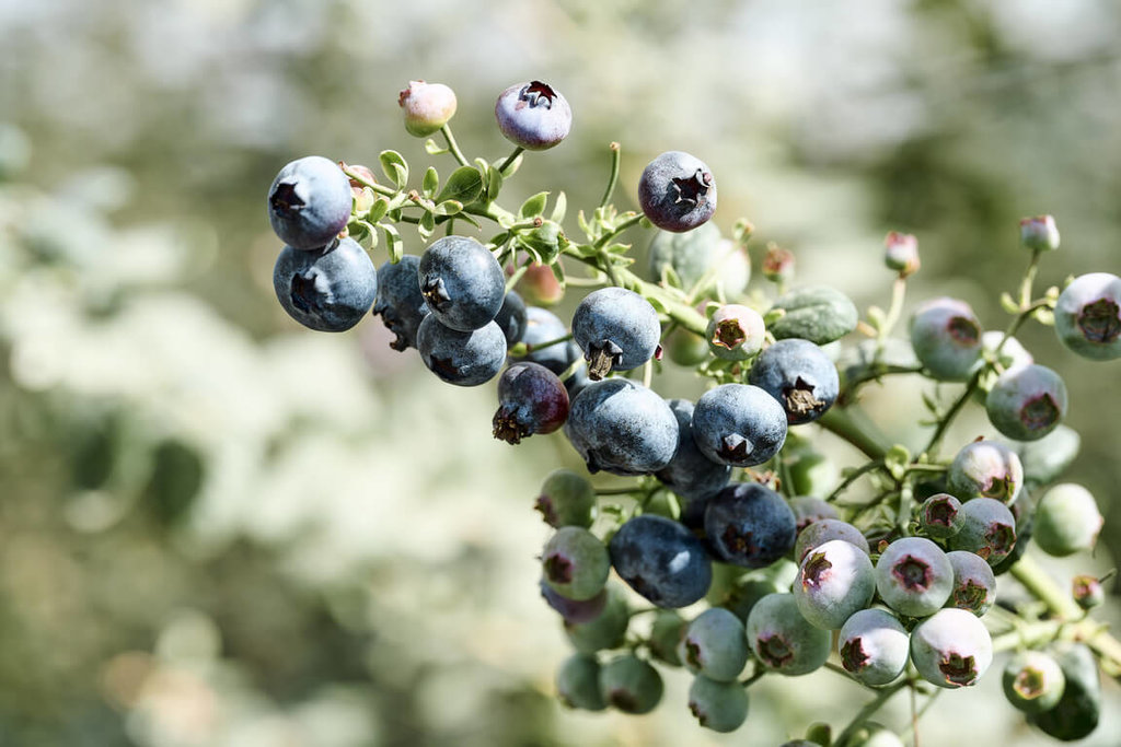 圖 阿里山腳下種出藍莓開賣 台灣自產水果新