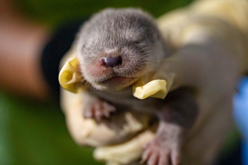 台北市立動物園4日宣布好消息，透過野生動物救傷收容計畫入園的歐亞水獺「金萌」產下一對雙胞胎，姊妹倆正穩定成長中。（台北市立動物園提供）
