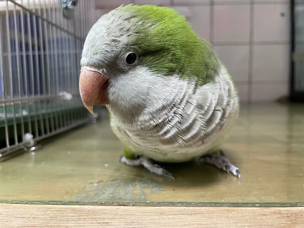 桃園年度特寵認養將釋出鸚鵡、球蟒等共12隻| 地方| 中央社CNA