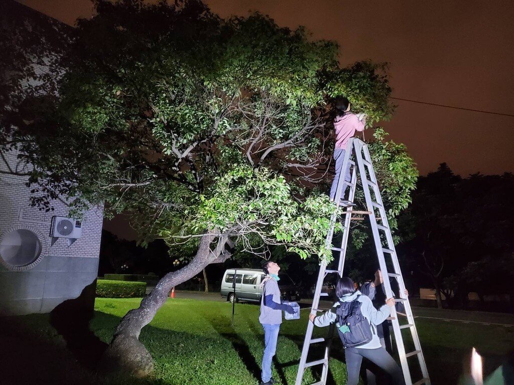 一隻台灣狐蝠幼體7日被人發現墜落草地，通報救援。經人工餵養助幼蝠恢復體力後，救援團隊先嘗試讓母蝠自行接回，但2晚皆沒等到母蝠出現。（林業及自然保育署花蓮分署提供）中央社記者張祈傳真 113年5月10日