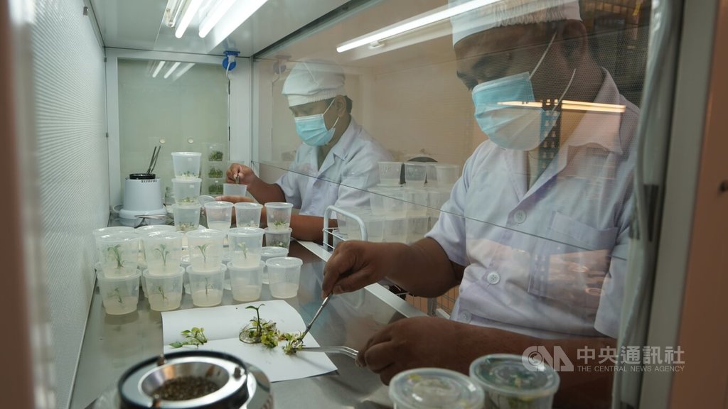 印尼植栽業者MINAQU設有實驗室，採用組織培養的方式開創新品種，並研發改進栽培技術。中央社記者李宗憲茂物攝  113年5月17日