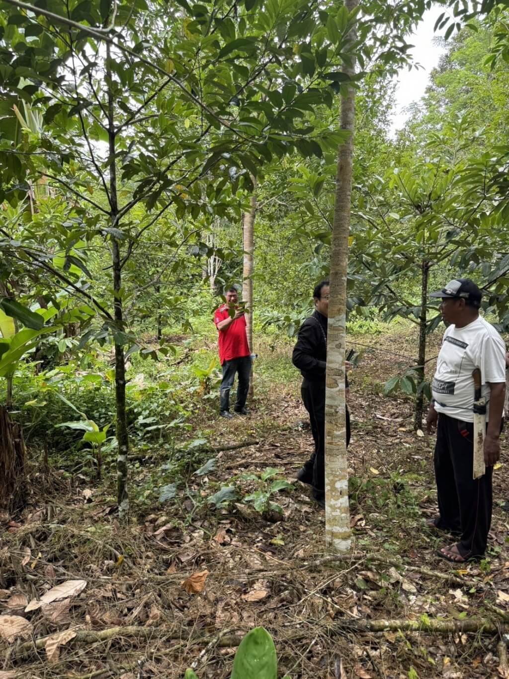 福華赴印尼開發綠碳，目前在印尼摩鹿加群島的希藍島擁有14.4萬公頃的森林，並在當地進行復育森林的工作。（福華提供）中央社記者李宗憲雅加達傳真 113年7月3日