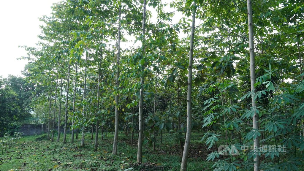 印尼台商力寶龍紡織廠正在蓋新廠，開發的同時也有計畫性的在部分林地植樹，目前已種植1000棵樹以重新復育林地。中央社記者李宗憲西爪哇攝 113年7月3日