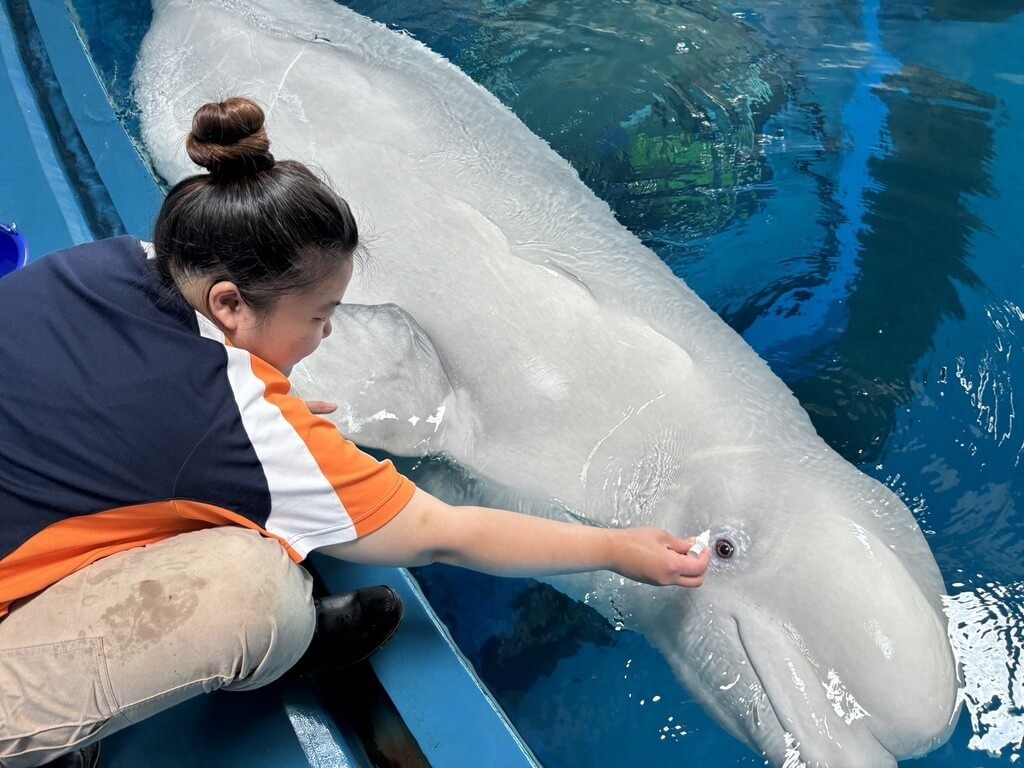 再見鯨豚秀6／海生館18年前取消鯨豚秀後依科學證據設計人鯨互動| 生活| 中央社CNA