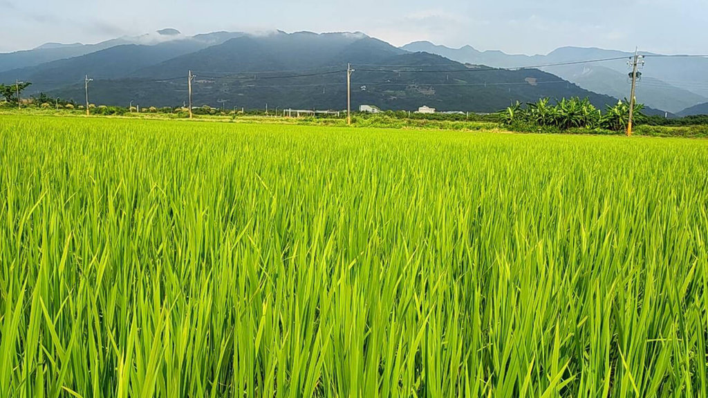 國立屏東科技大學團隊研發SPRI水稻減碳環境友善，翻轉慣行農法，每年稻作每公頃共可減碳10.86噸，還節水增加產量。（屏科大提供）中央社記者李卉婷傳真  113年11月28日