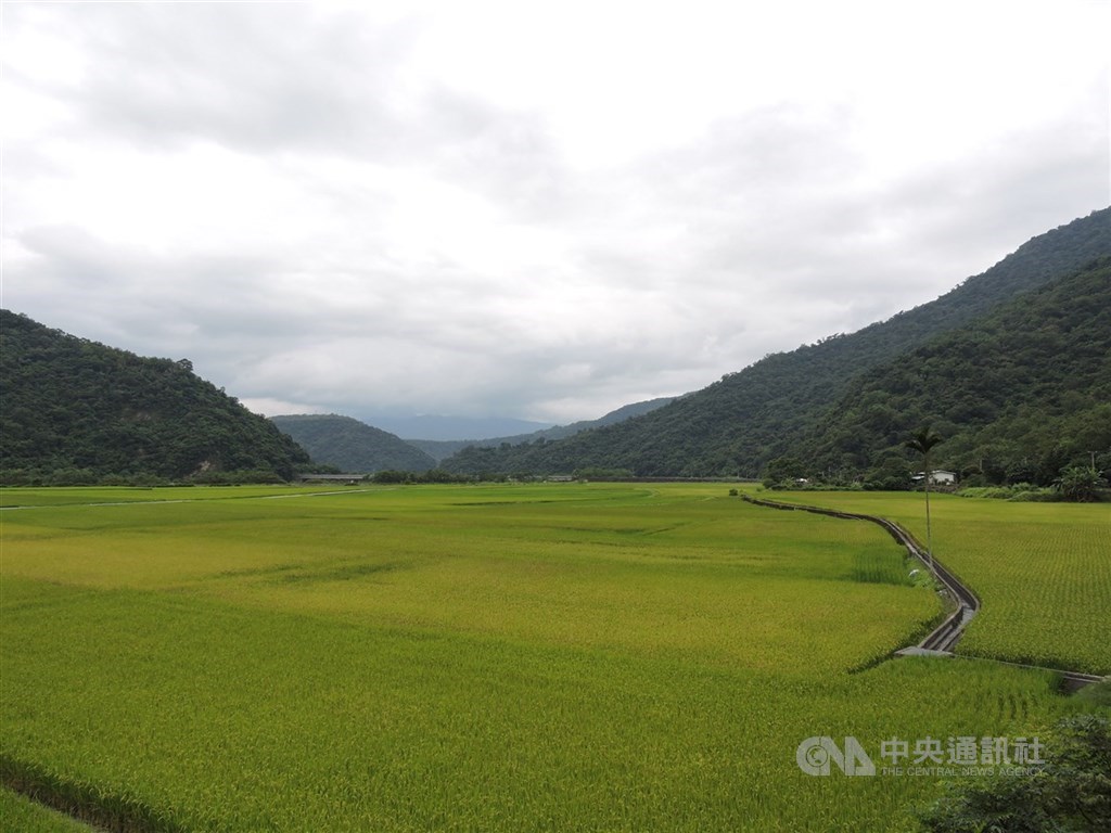 行政院長卓榮泰27日在行政院會指出，有機農業有助促進台灣農業永續發展，更是台灣邁向淨零轉型重要策略。圖為花蓮縣南安部落有機生態水田。（中央社檔案照片）