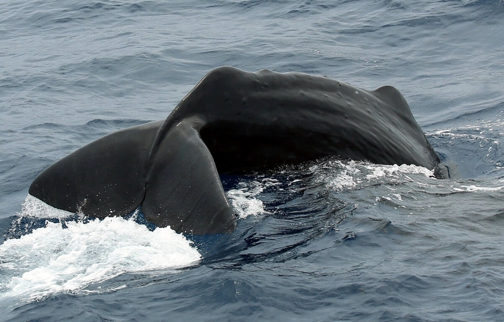 抹香鯨群現蹤花蓮賞鯨業、學術聯手紀錄聲音[影] | 生活| 中央社CNA
