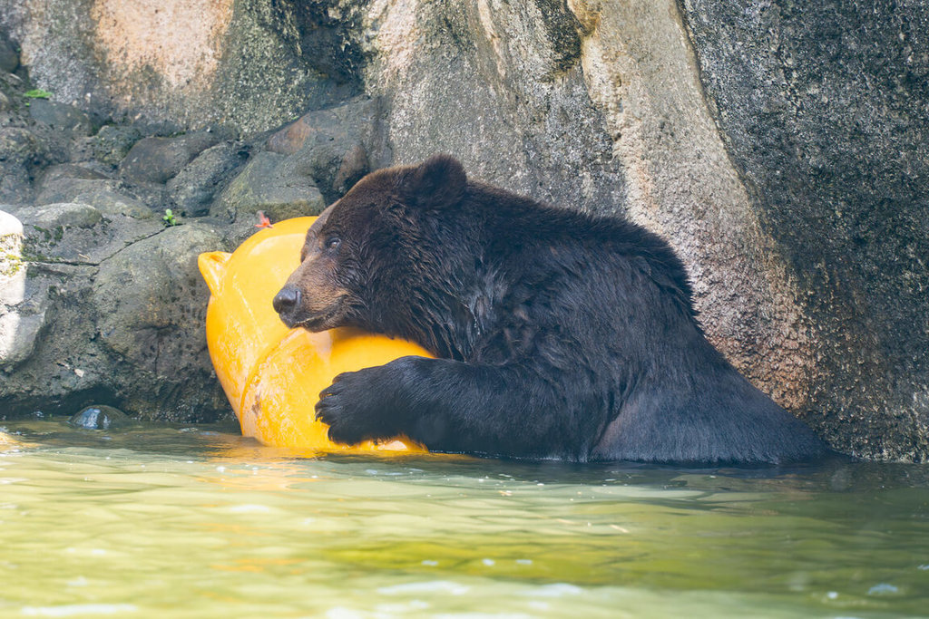 棕熊「小喬」疑腫瘤復發  北市動物園啟動安寧評估