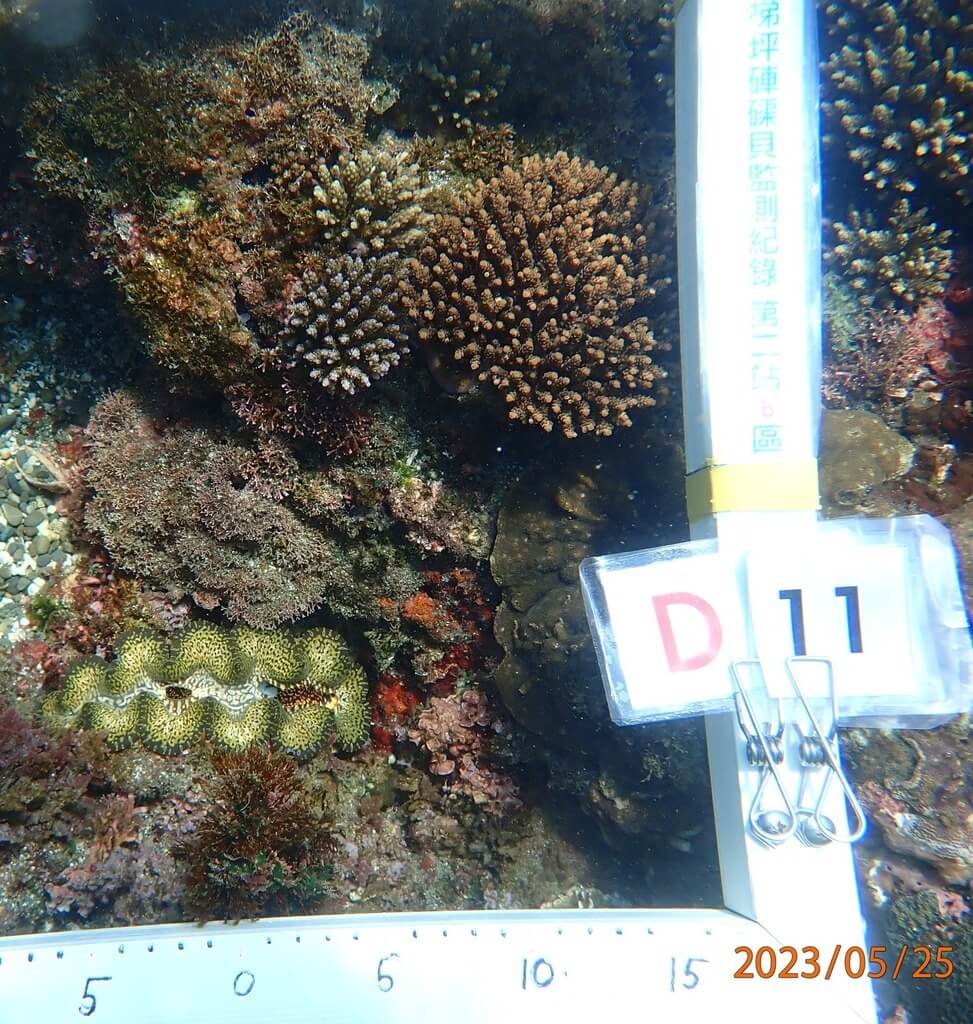 花蓮石梯坪硨磲貝復育　移植不到一週遭盜採