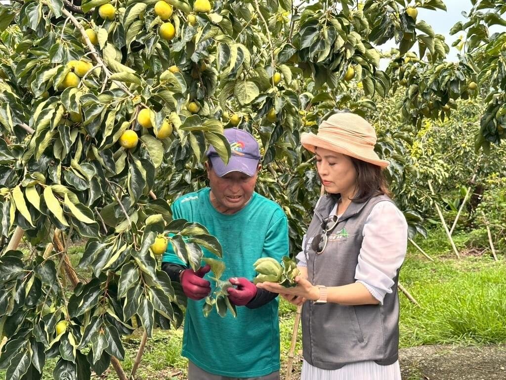 嘉義番路風災柿子受損6成  農會保價收購護農民