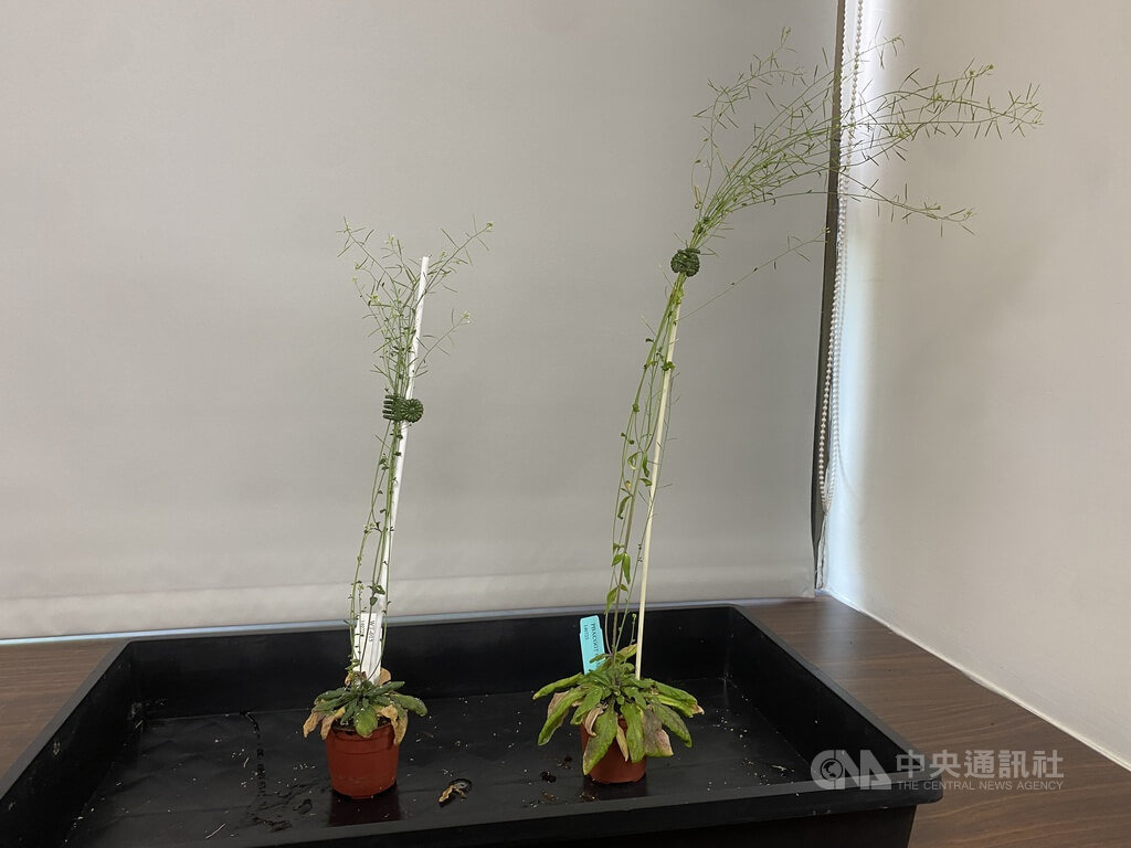中研院二碳植物植物阿拉伯芥
