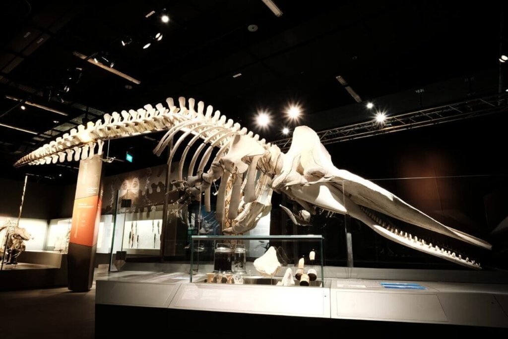 新加坡海域罕見再現鯨魚遺骸國大博物館展開研究| 國際| 中央社CNA