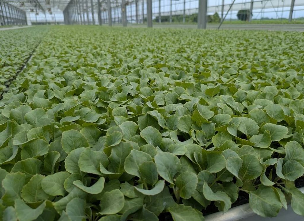 高麗菜種植量達警戒值