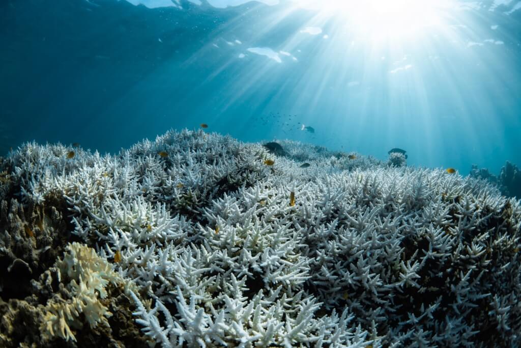 澳洲西海岸珊瑚礁。（圖取自facebook.com/MinderooFoundation）