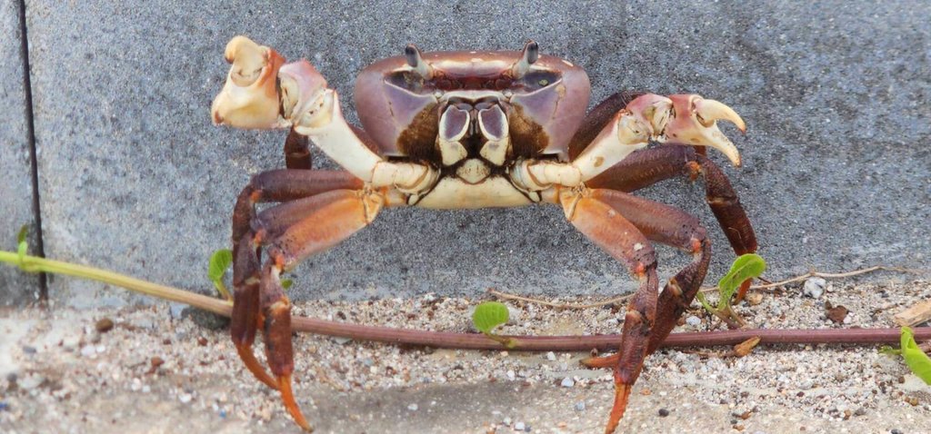 澎湖強風大浪  圓軸蟹也爬上路