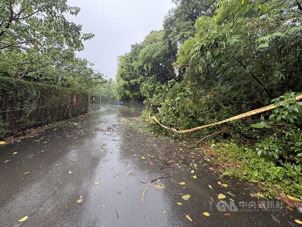 北市風雨不斷　士林區士東路路樹傾倒