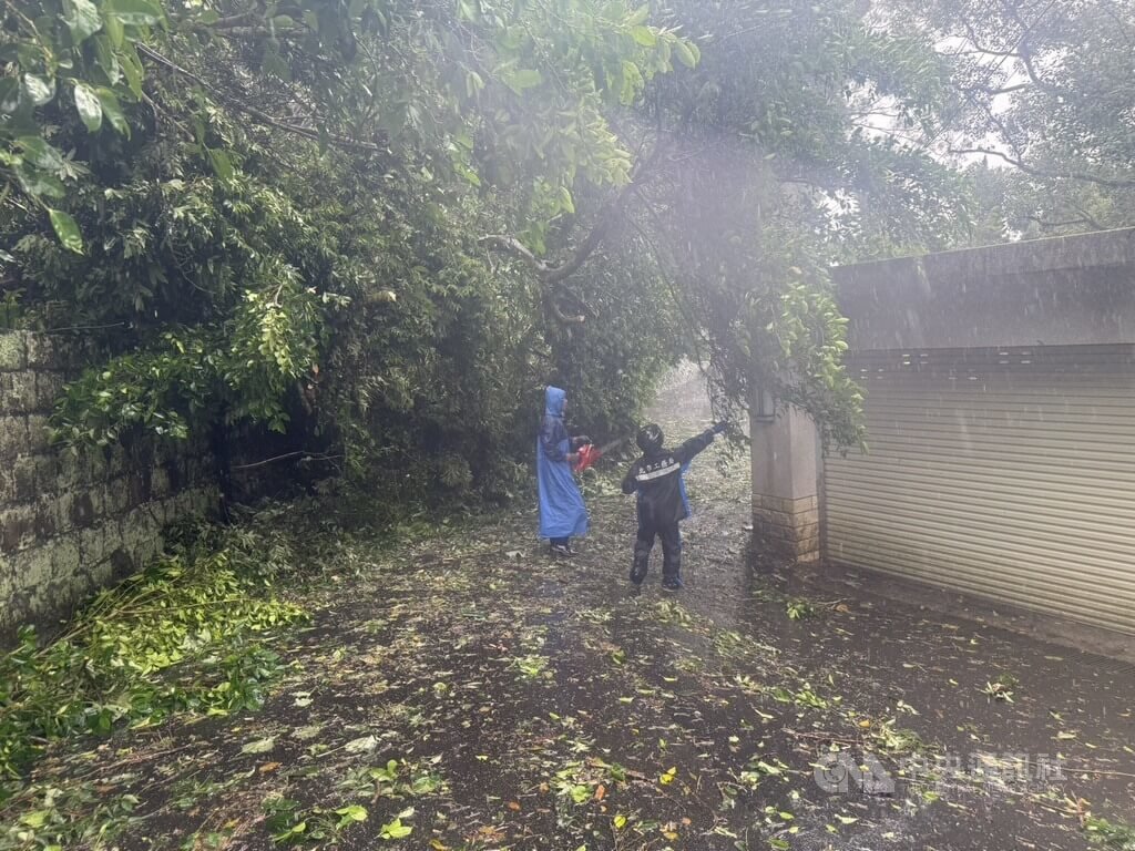 北市風雨不斷　陽明山仰德大道三段路樹傾倒