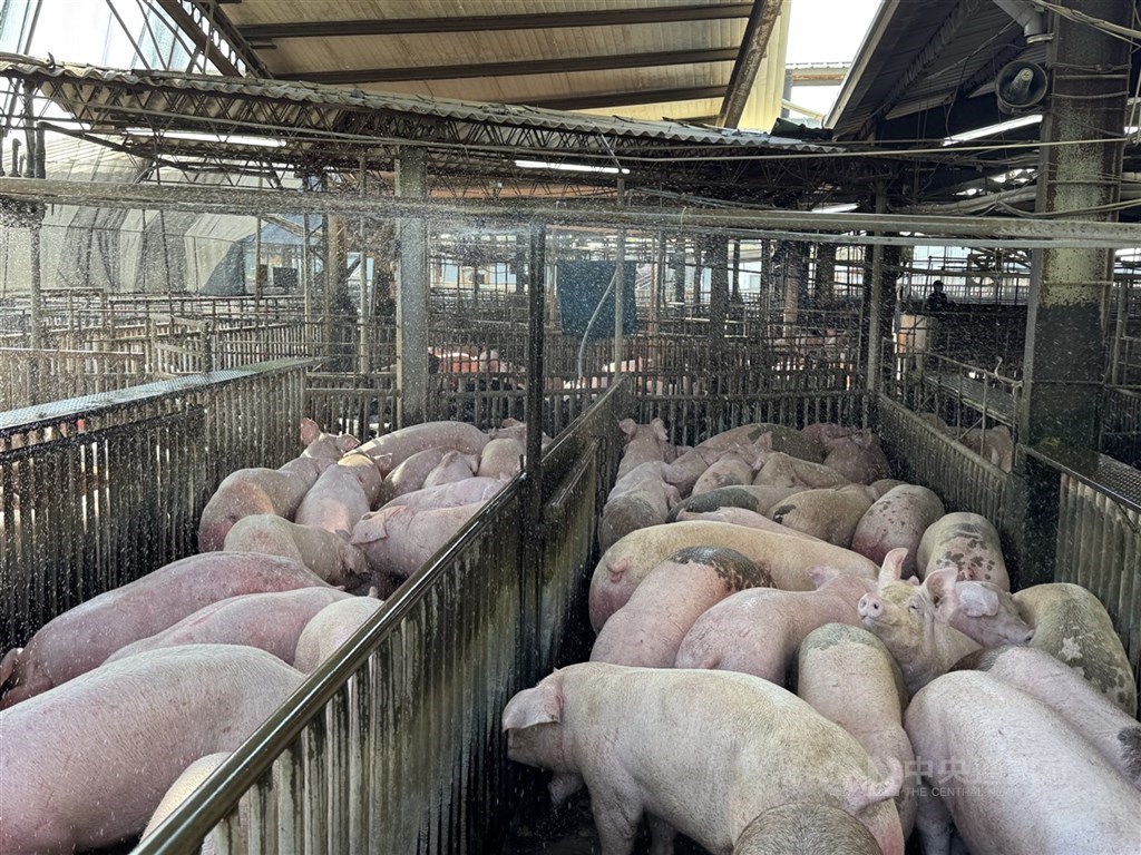台灣疑現非洲豬瘟　衛福部將嚴查東南亞、中國食品