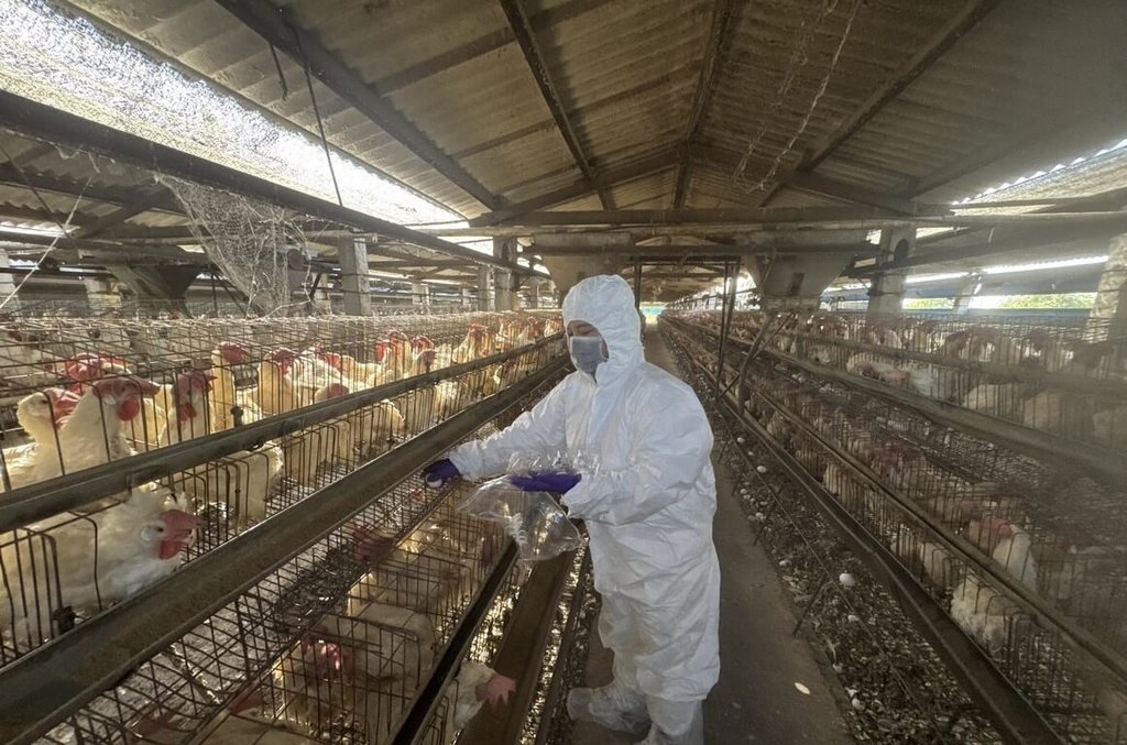 彰化啟動芬普尼監測　15家高風險蛋雞場都未檢出