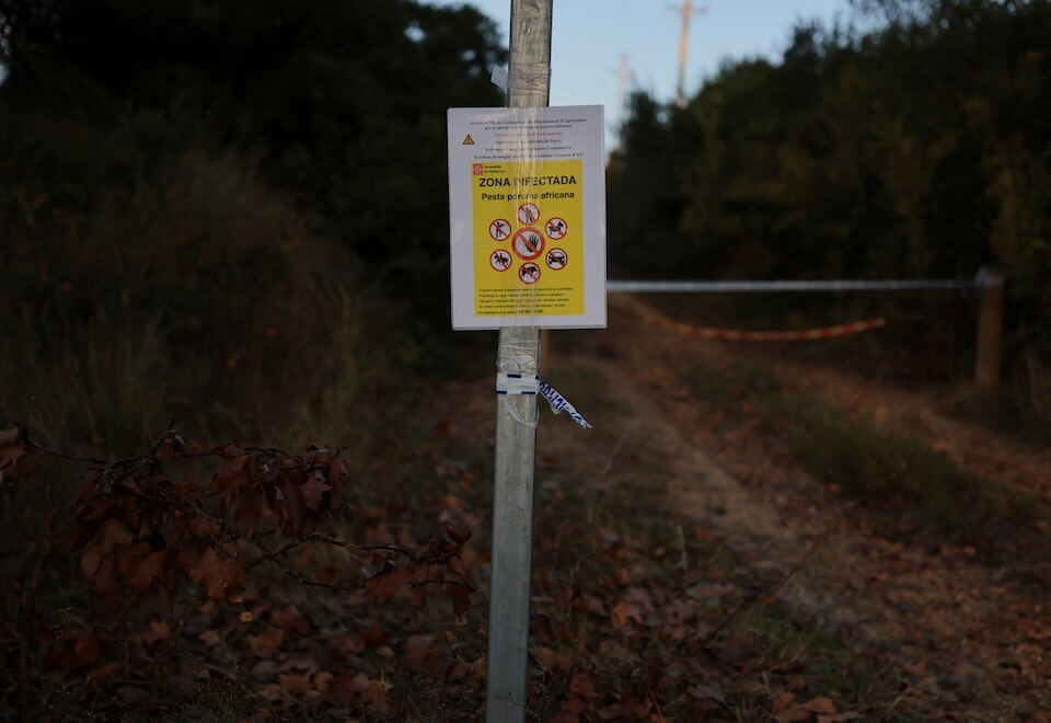 西班牙動員軍隊防非洲豬瘟 疑野豬吃受污染食物引發 | 國際 | 中央社 CNA 西班牙動員軍隊防非洲豬瘟 疑野豬吃受污染食物引發 | 國際 | 中央社 CNA