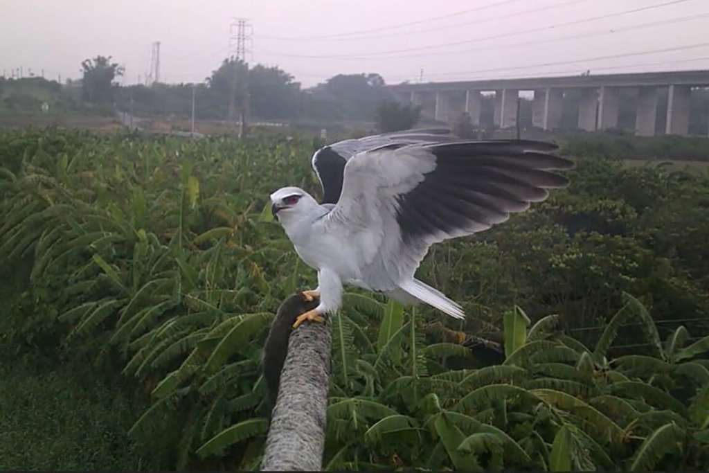 台南推猛禽棲架打造友善耕地　農民響應自設11座